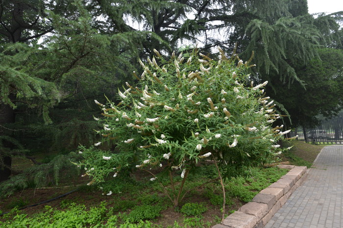 芒果是几月份的水果