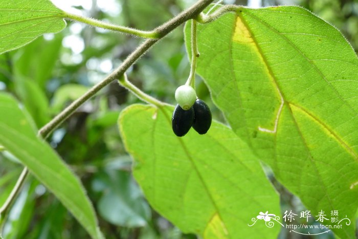 代表希望和未来的花