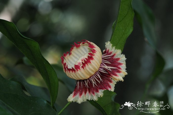 桃花叶子图片