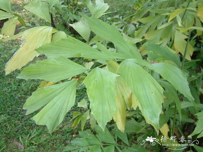 大丽花