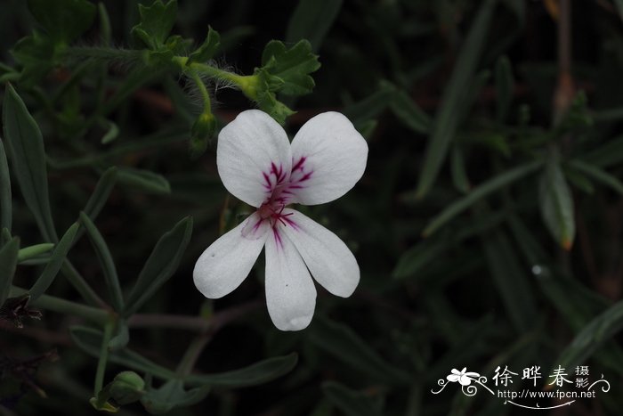 情人节的花