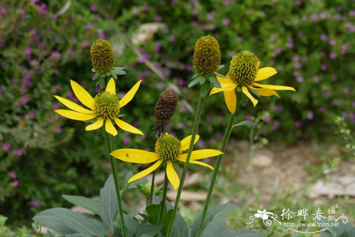 芥叶蒲公英