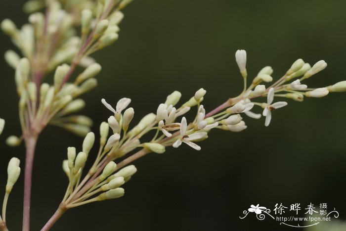 各种花卉图片大全及花名