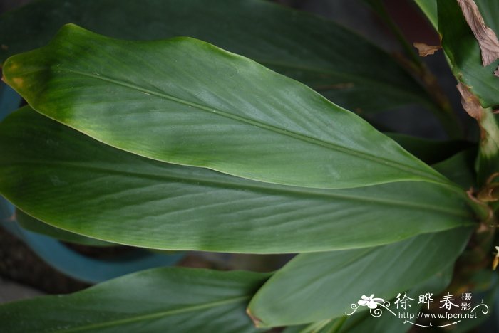 水仙花有毒吗?可以在室内养吗?