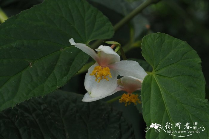 杜鹃花和映山红是不是一种花