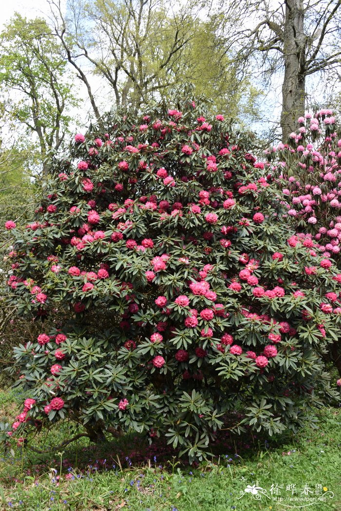 丁香花的样子图片