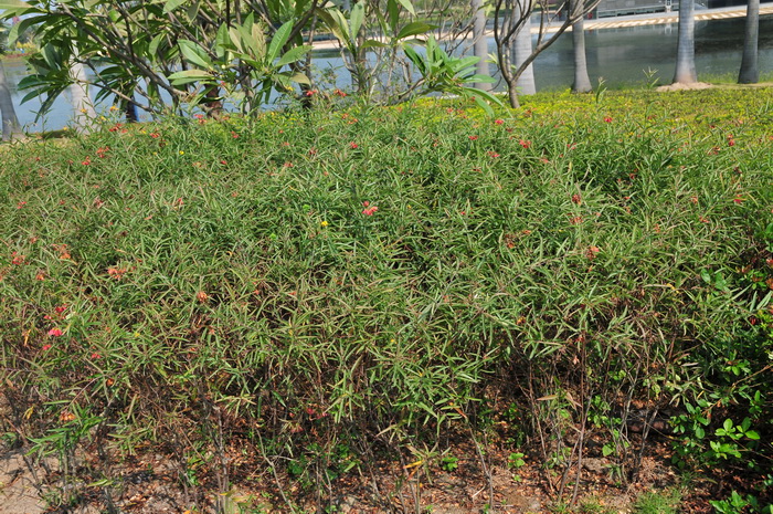 适合睡房养的植物排名