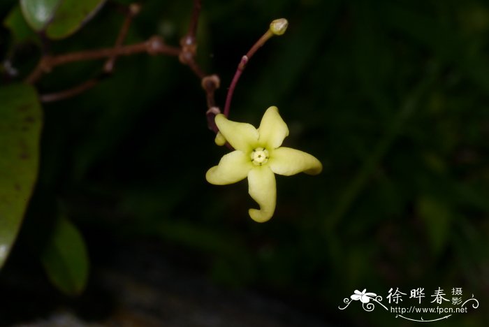 麦冬的图片 植物图片