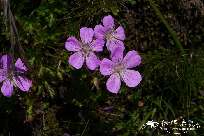 波斯菊花