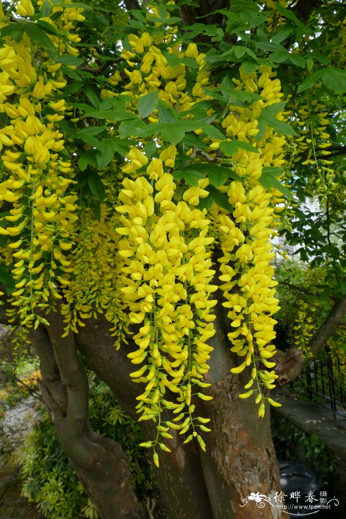 百合花是完全花还是不完全花