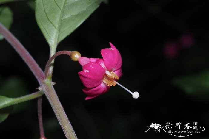 紫色玫瑰的花语是什么意思