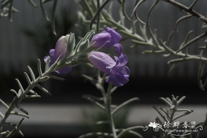 芒果是几月份的水果