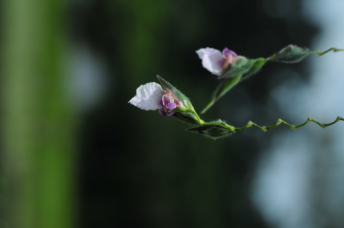 黑心菊图片