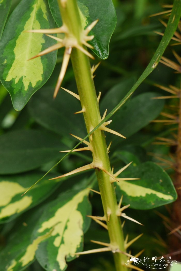 九里香花怎么养