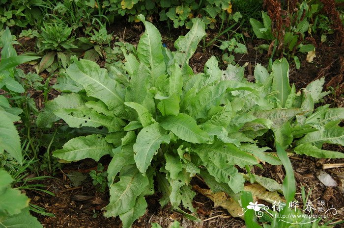 无花果的种植方法和管理