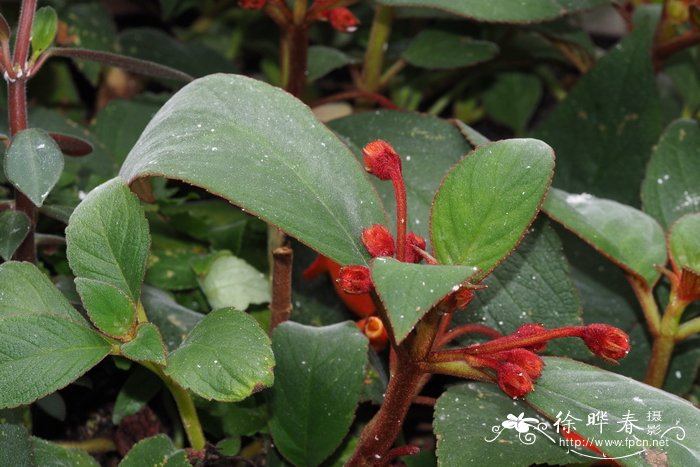 什么花一年四季都开花