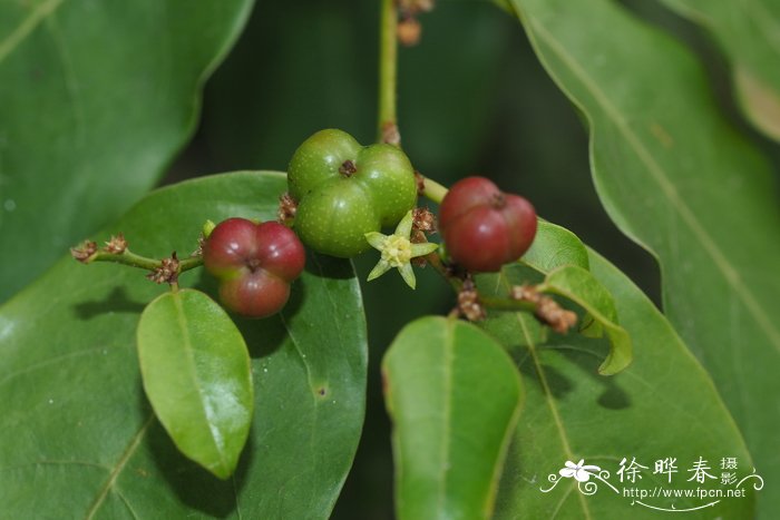 玫瑰花茶价格