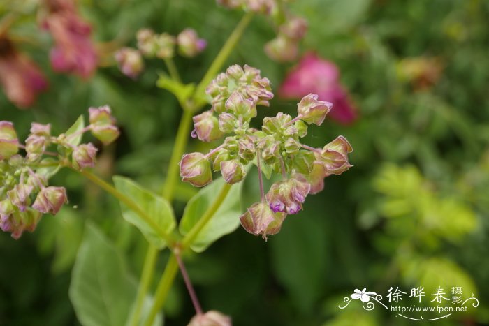 香菜的种植方法