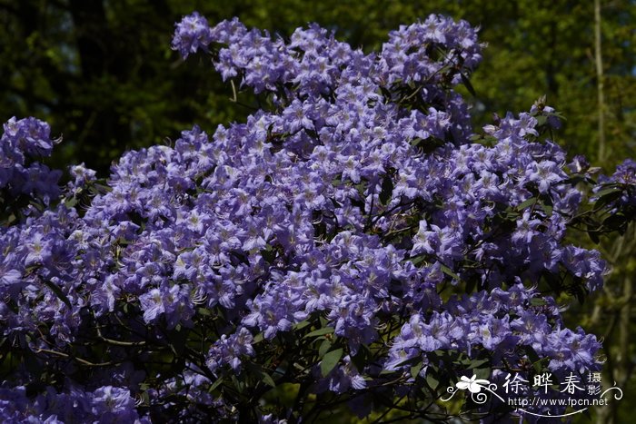 碗莲种植方法图解