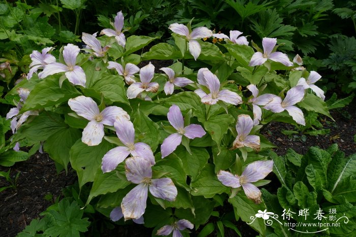 水仙花有毒吗?可以在室内养吗?