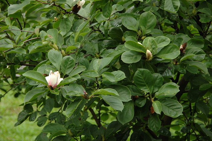 洛阳的市花是什么