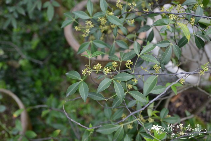 菊花介绍