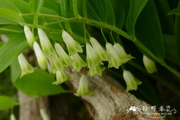 毛蕊花