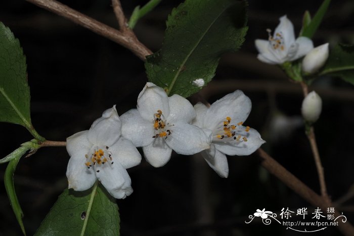 桃花的花蕊