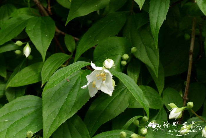 风铃草的花语是什么