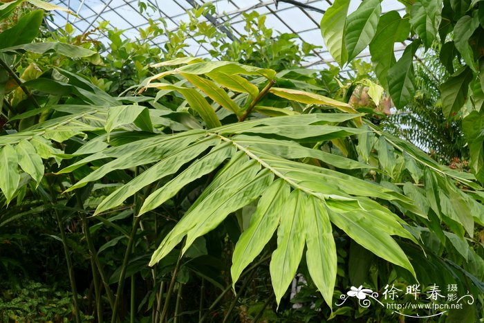 夜香花