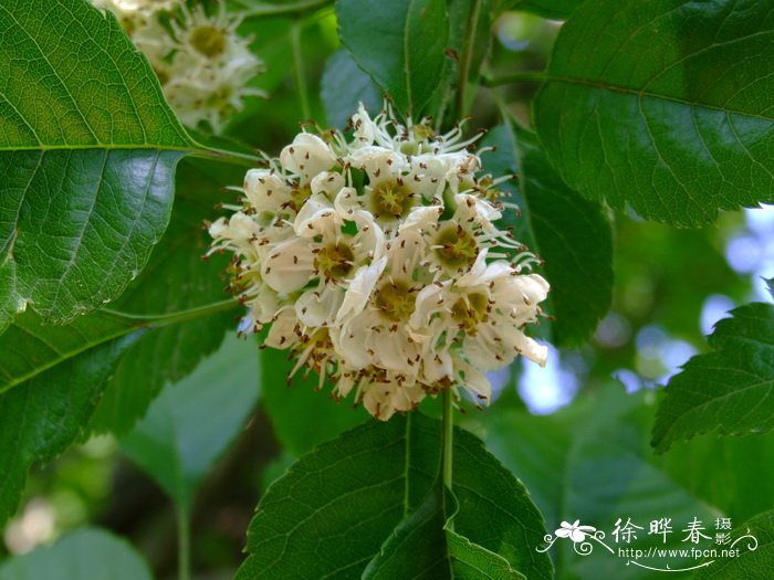 散尾葵开花吗 图片