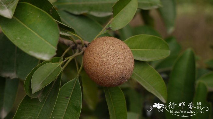 波斯菊象征