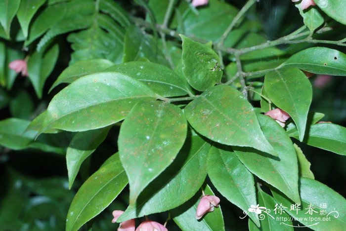 丁香花的样子图片