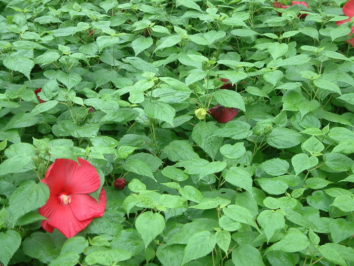 长春市花是什么花啊