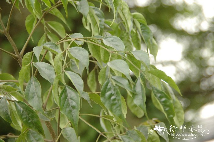 植物不喜欢什么光线