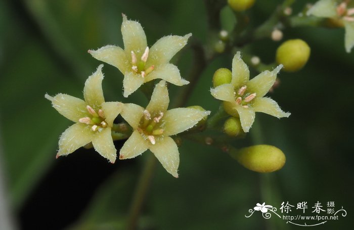 三七图片植物图片