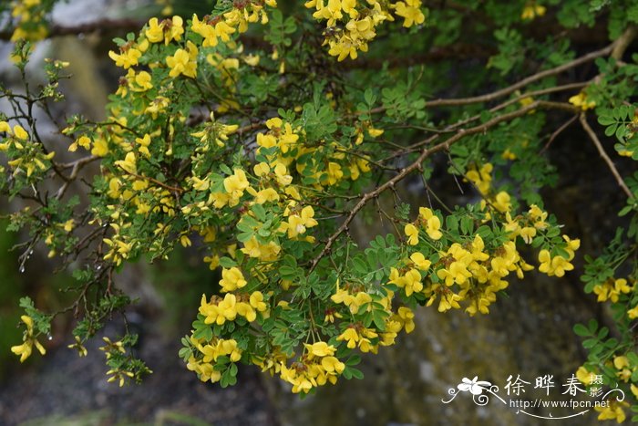 盆栽的杜鹃花怕冷吗