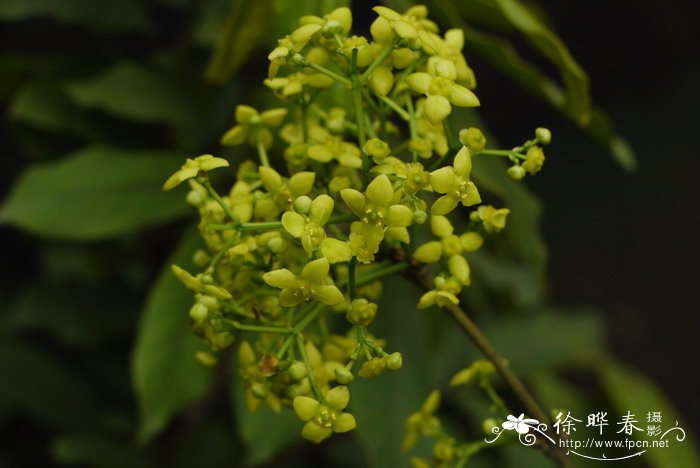 菊花什么时候种植最好