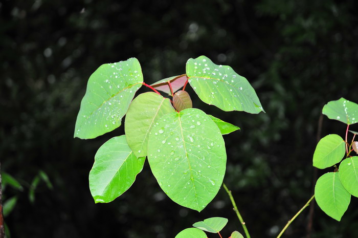 蝙蝠花