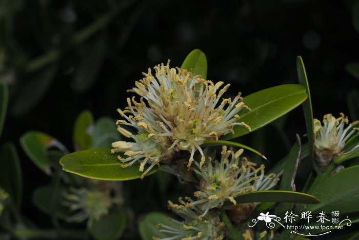 栀子花介绍