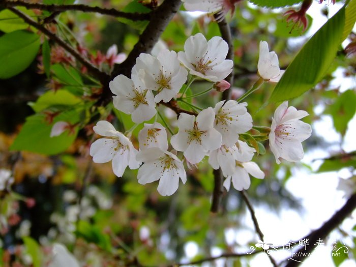 水仙花的外形