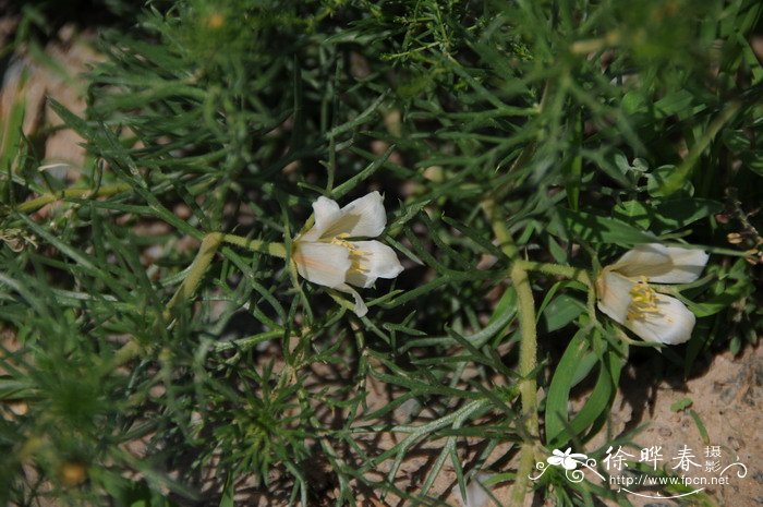 丛生朴树价格花多少钱