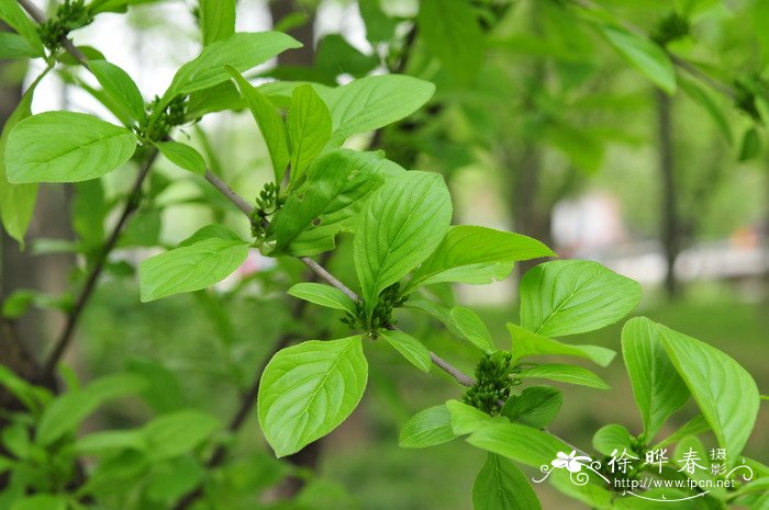 香港紫荆花的象征意义