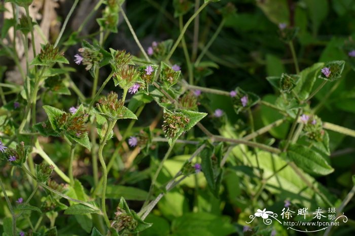 毛排钱草