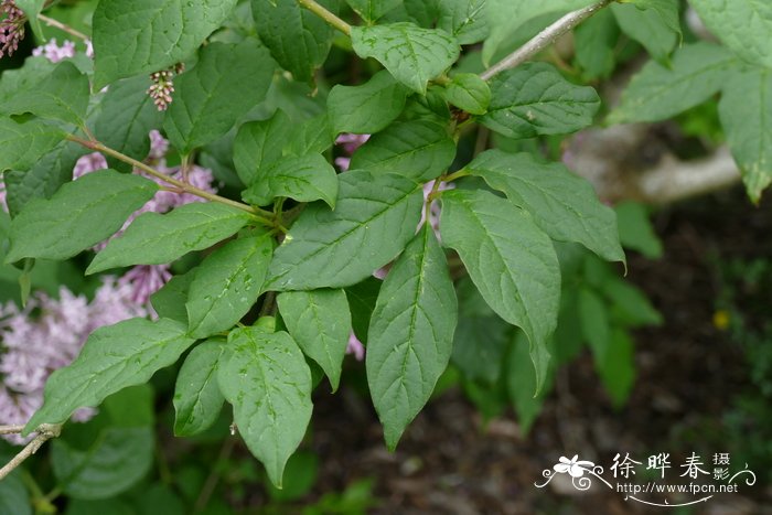 花卉识别