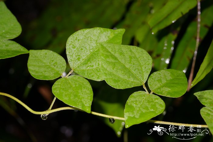 百合花的种植时间方法