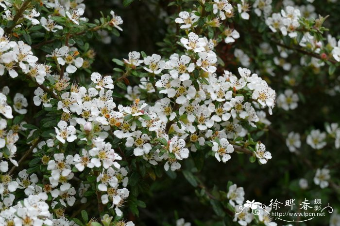 月季花有几种颜色