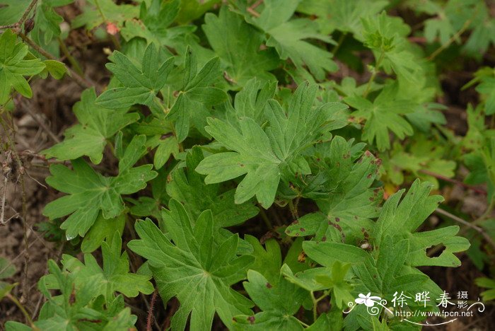 玫瑰花种植技术