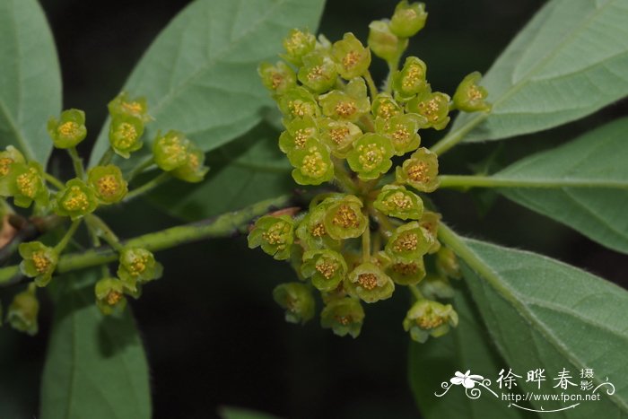 小盆栽植物