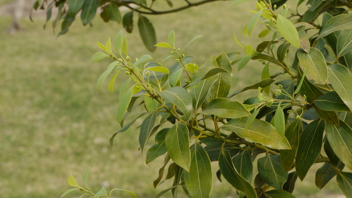 细茎针茅